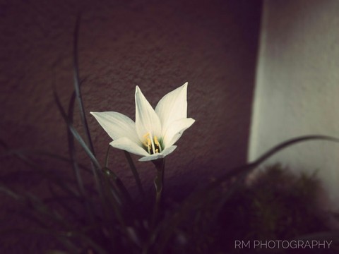 Flower!!