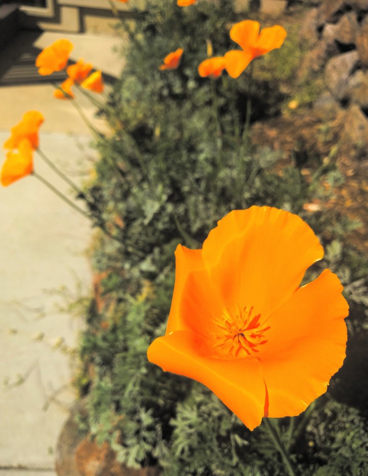 Golden Poppies
