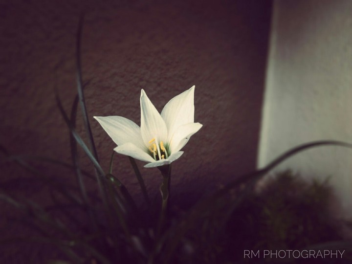 Flower!!