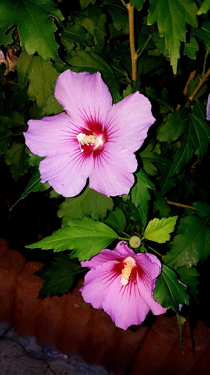 fleurs