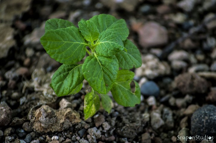 Tulsi