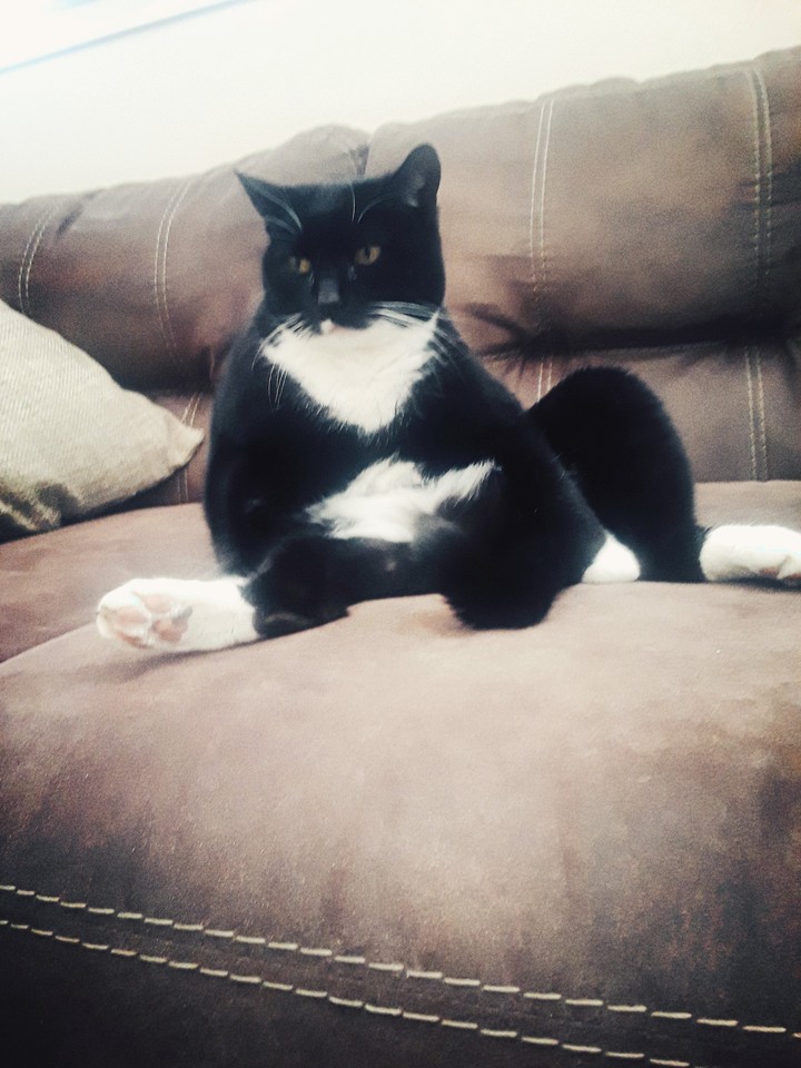 cat