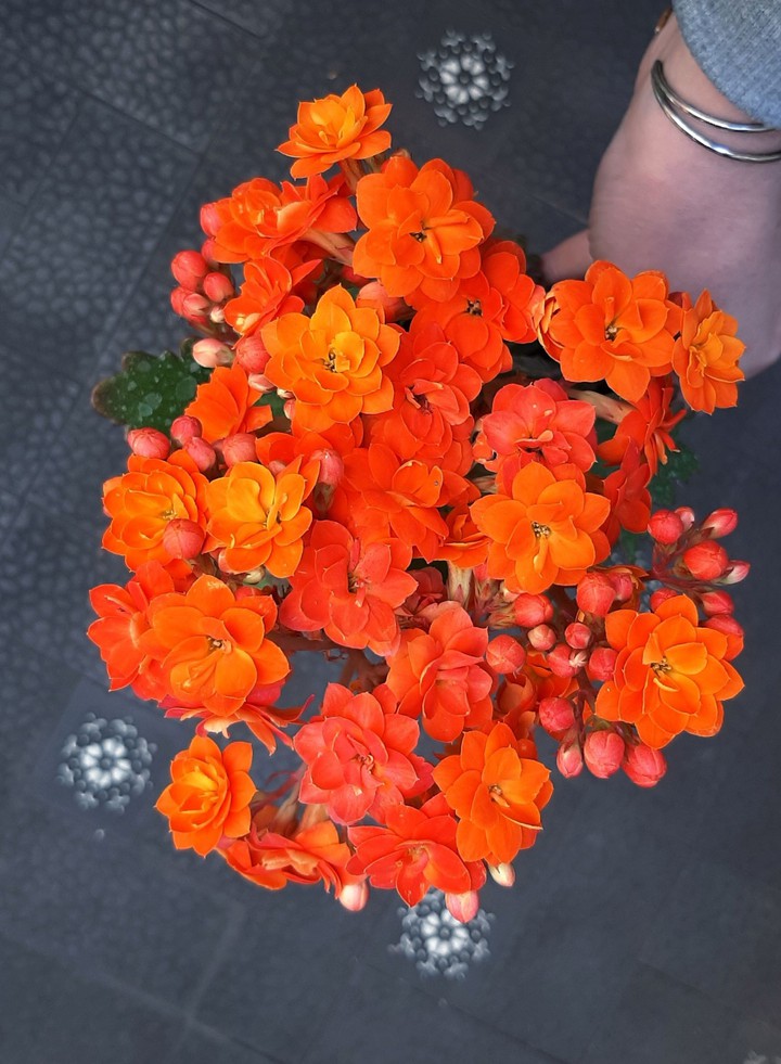 Kalanchoe
