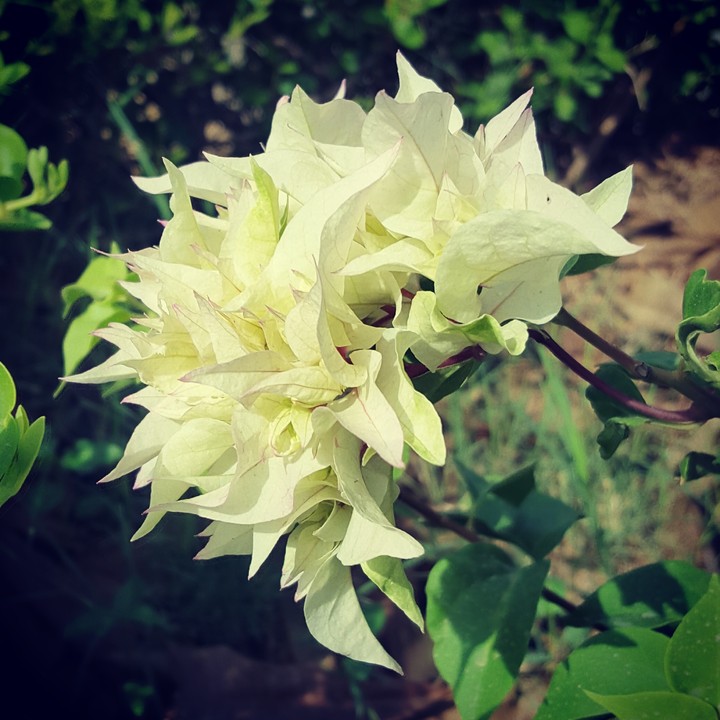 flower