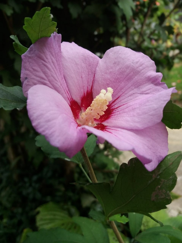 Purple flower
