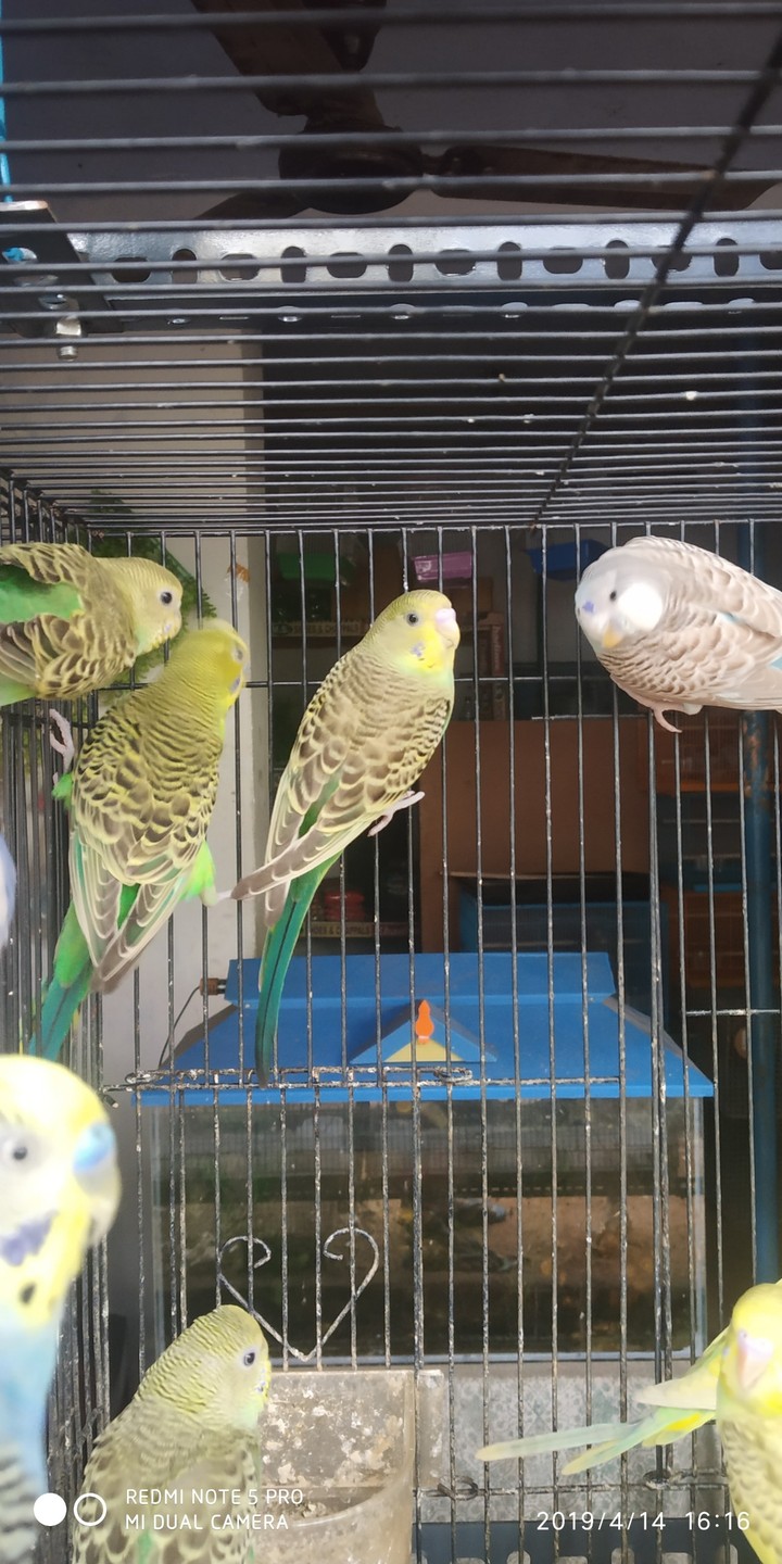 birds