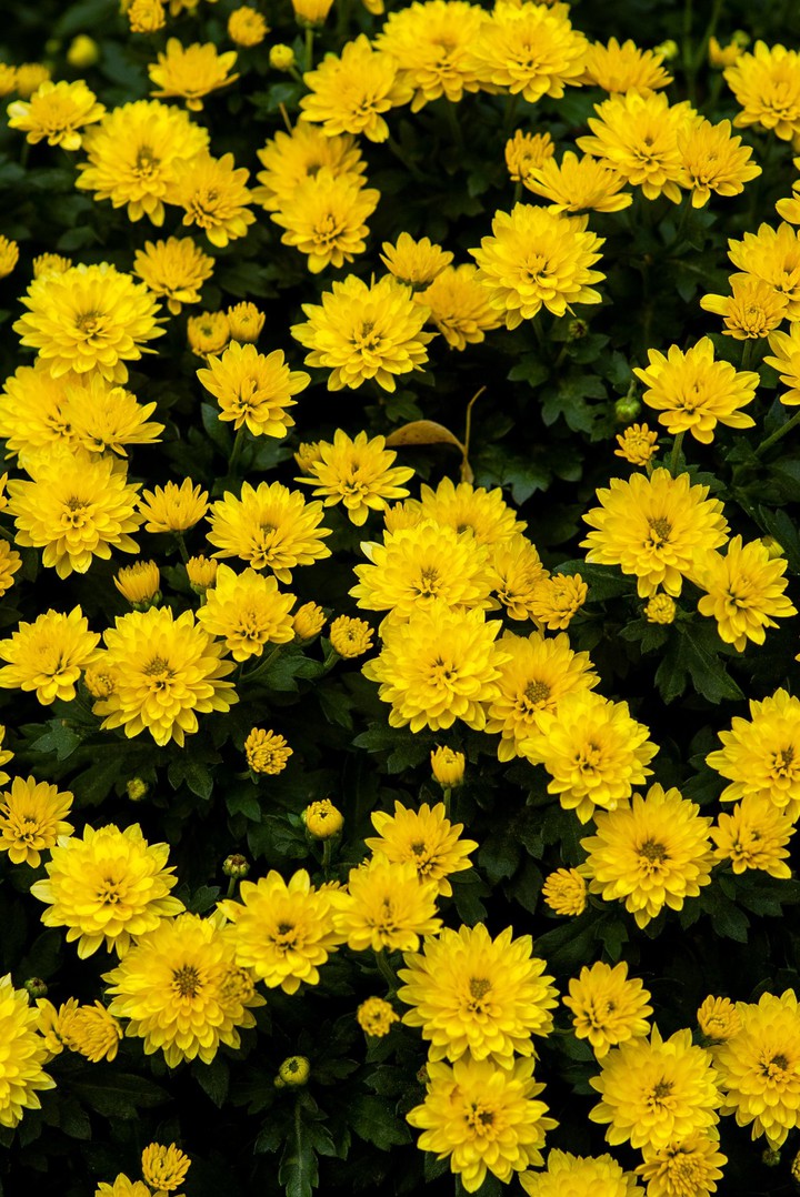 yellow flowers