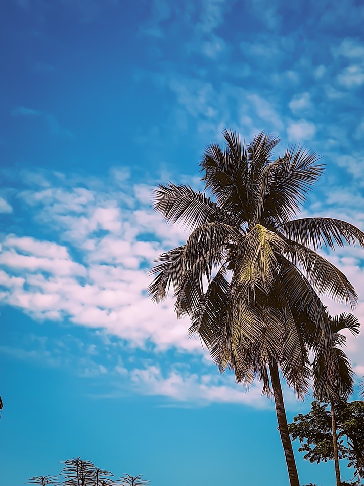 A Blooming Coconut Tree