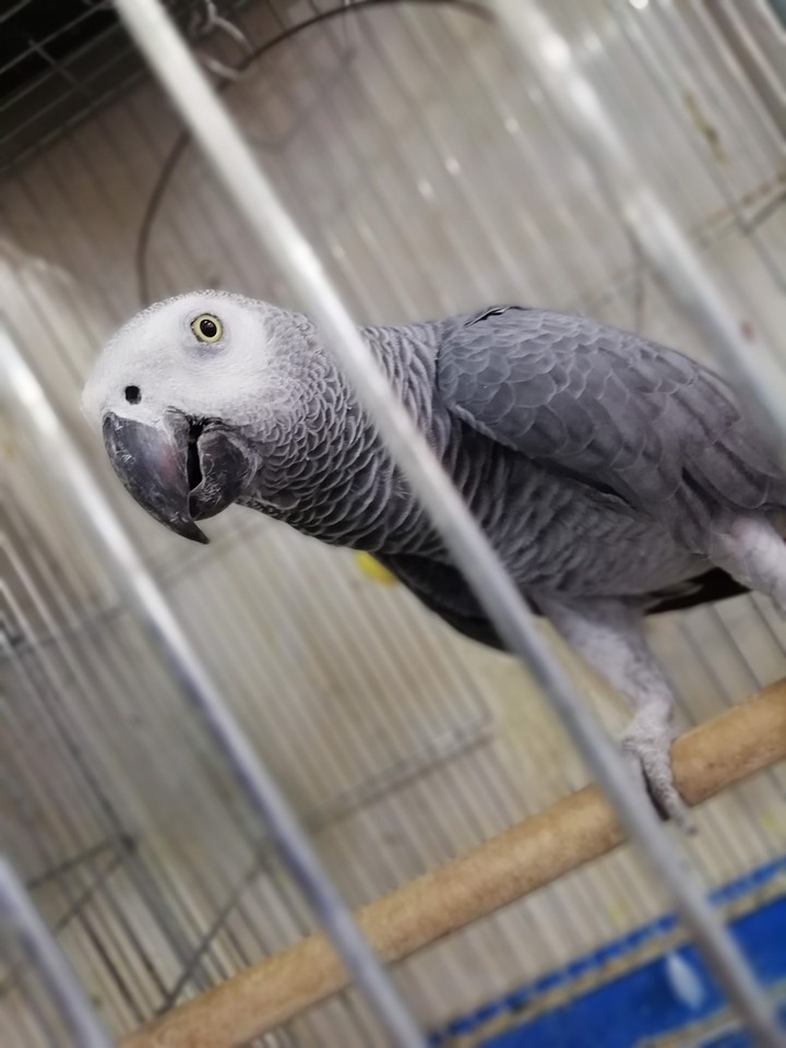 kasko