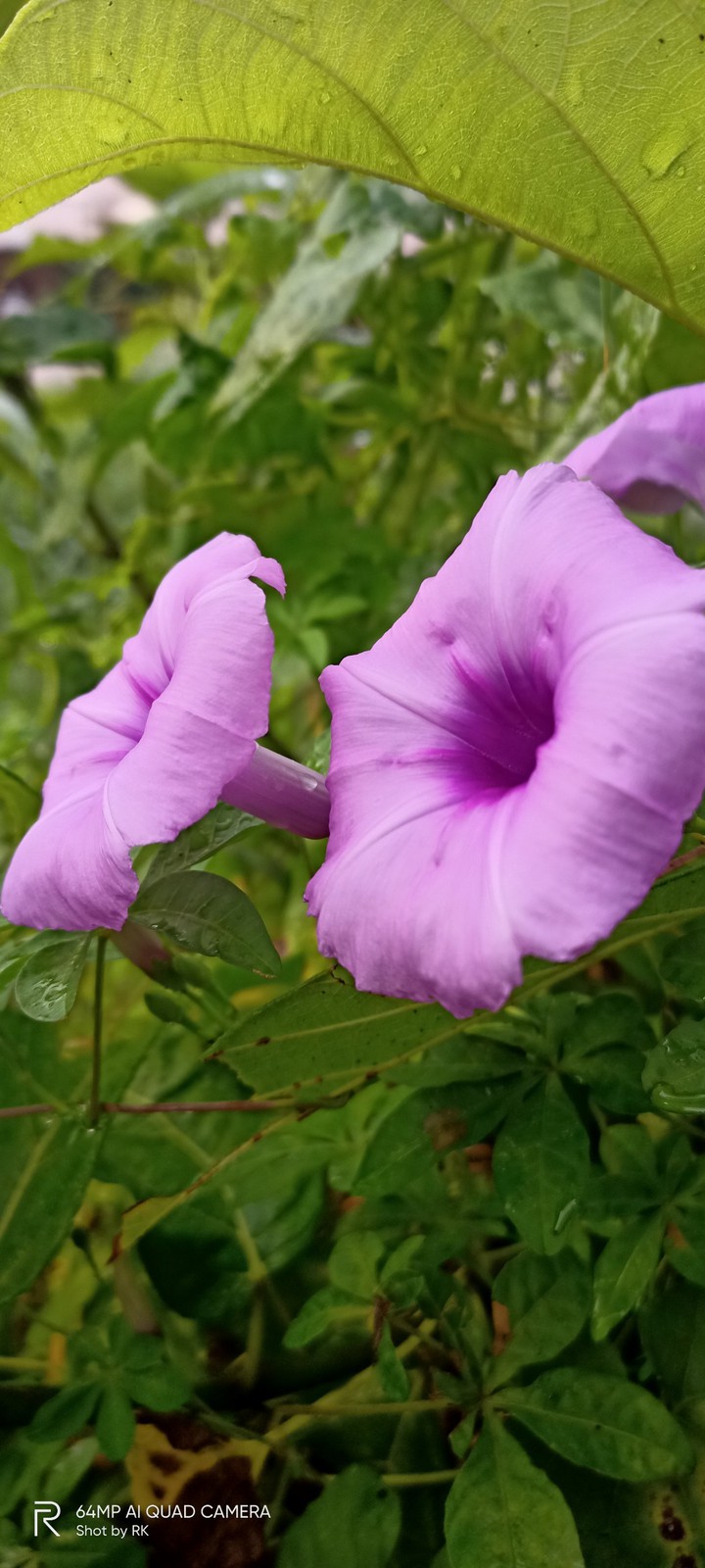 Ipomoea pes-caprae