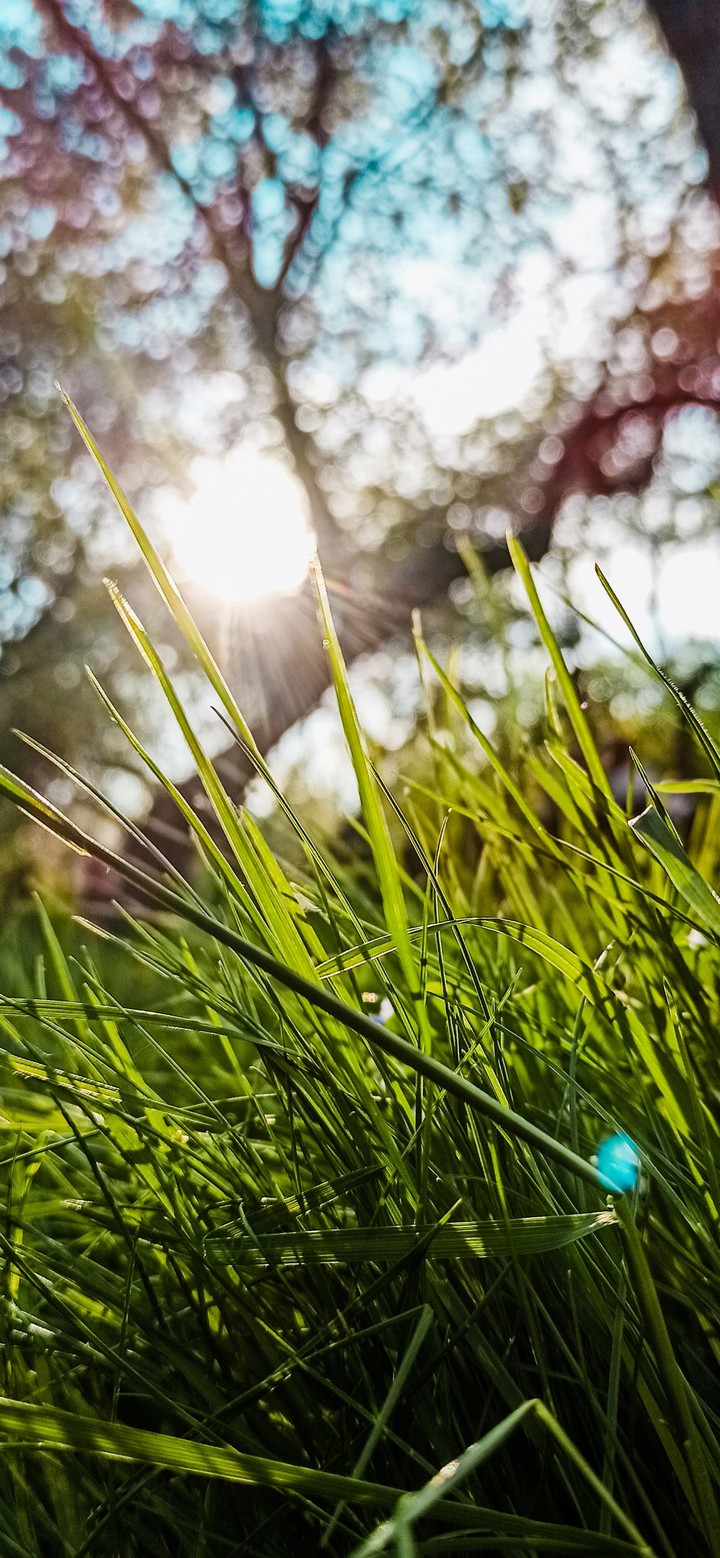 spring