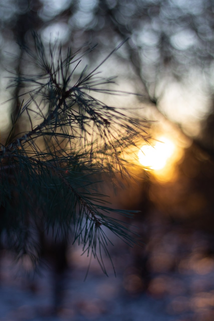 sunny winter sunset