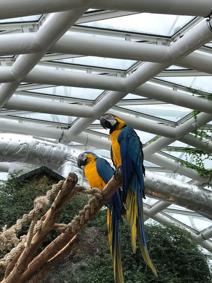 Parrot