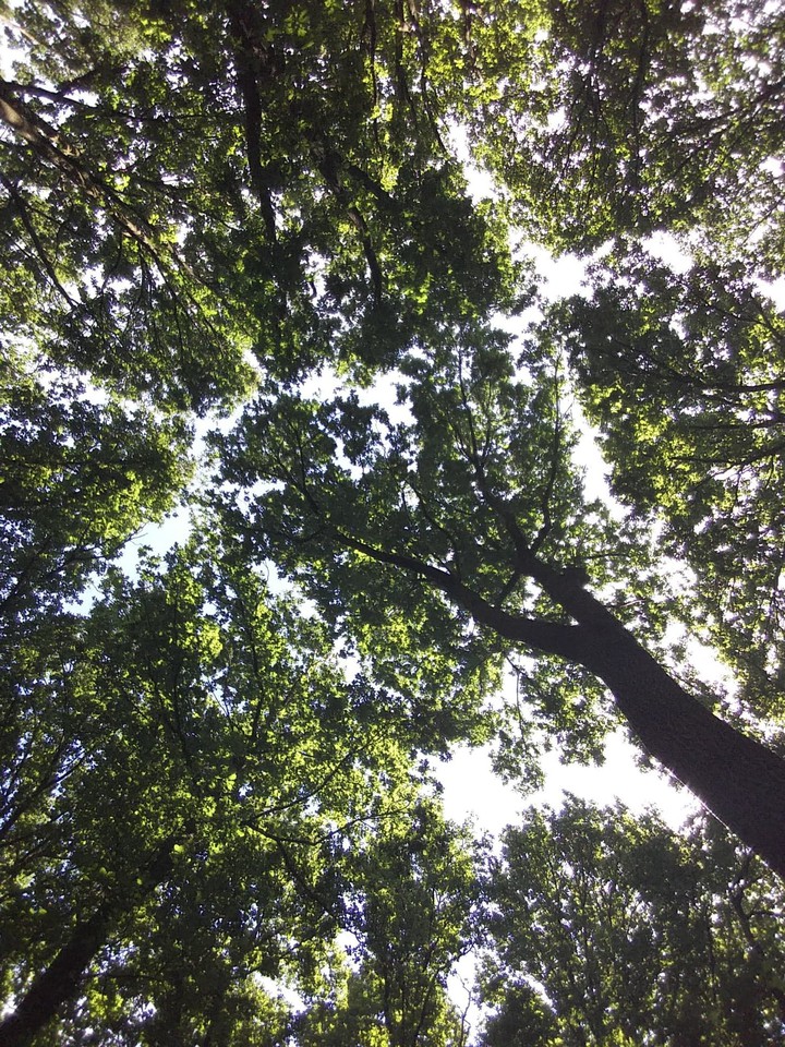 forest (selfmade)