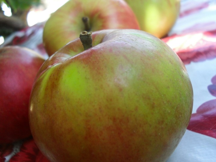 Apple 