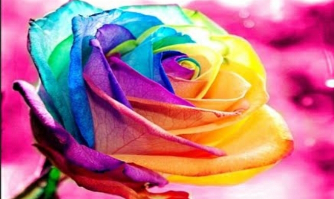 rosa