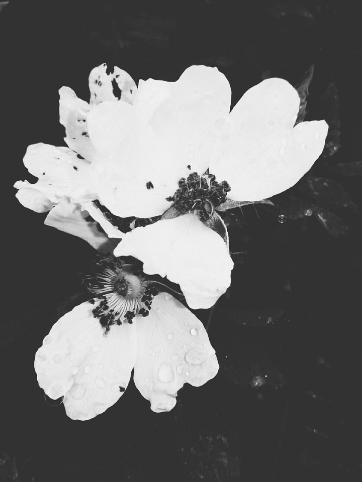 Simple Black and White Petals