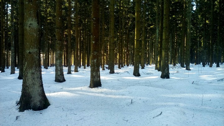 snowforrest