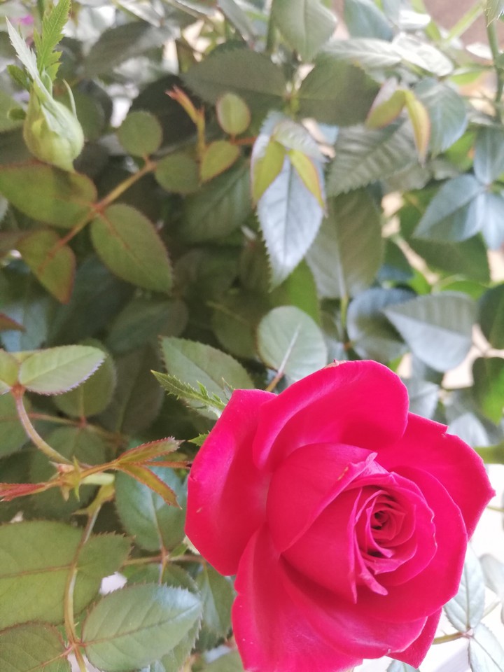 red rose