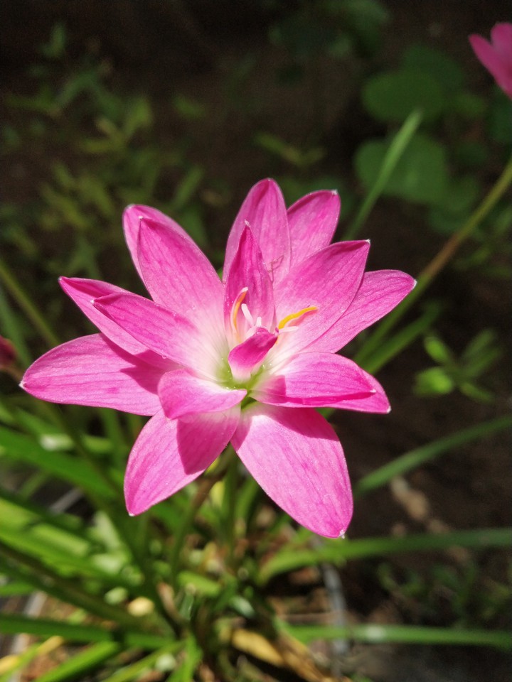 Colourful lilly