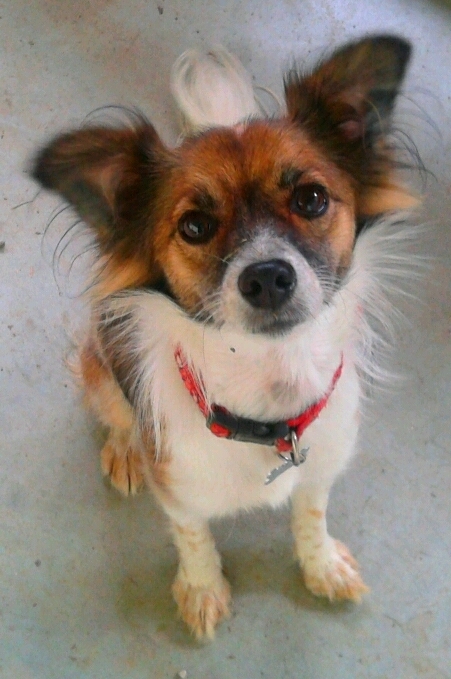 lilly
