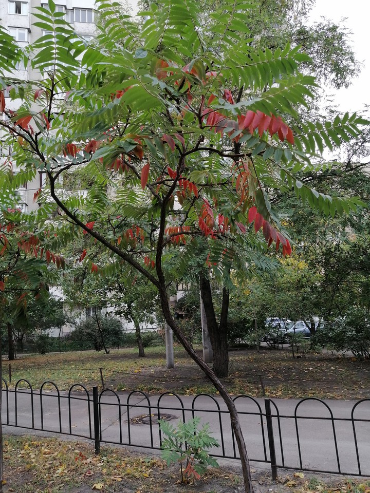 Красниэ листья.