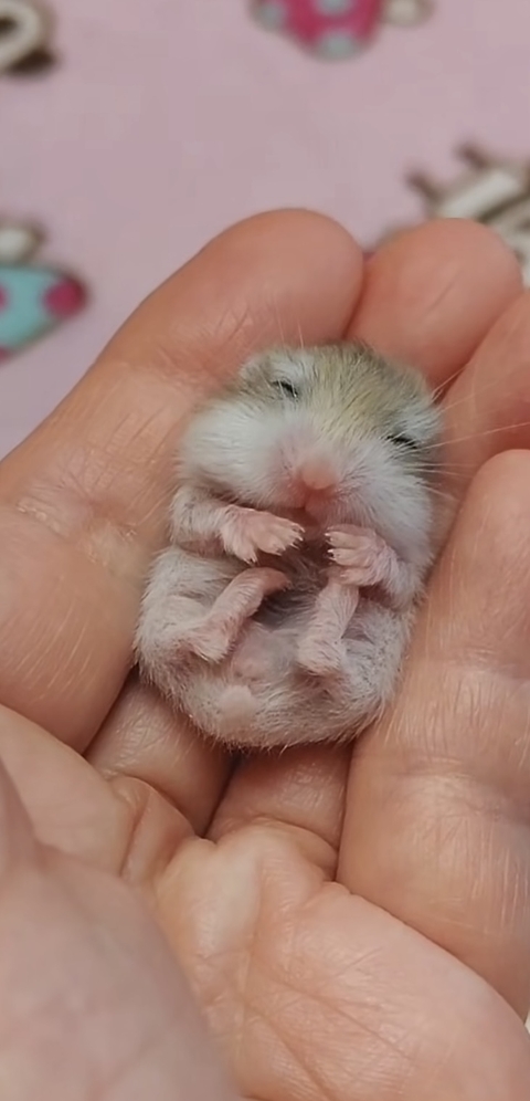 Little hamster