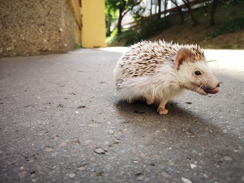 hedgehog