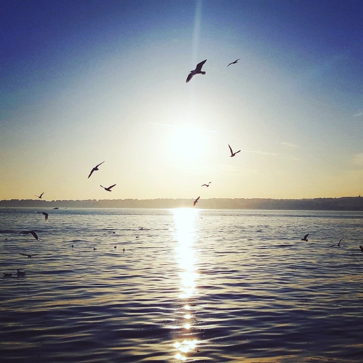 sea bird wiew