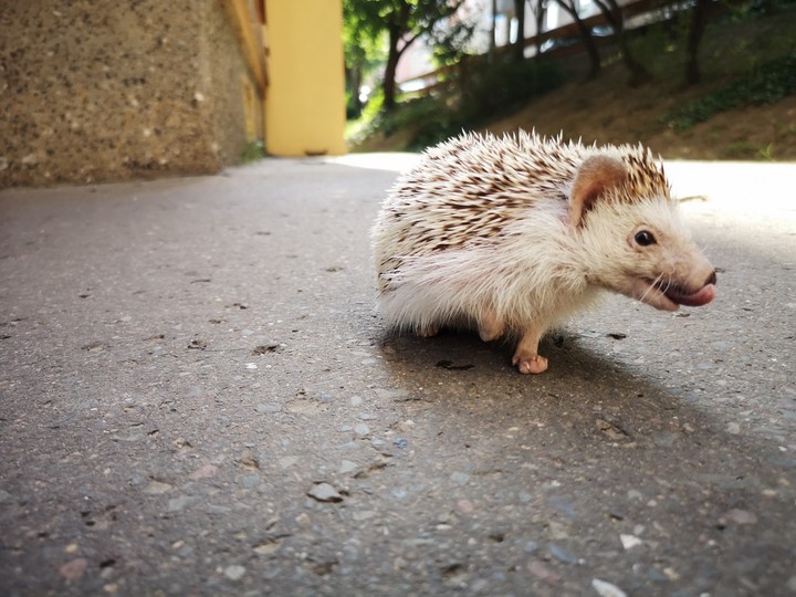 hedgehog