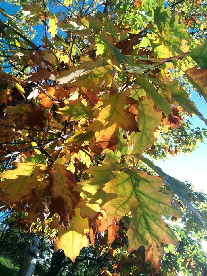 autumn beauty