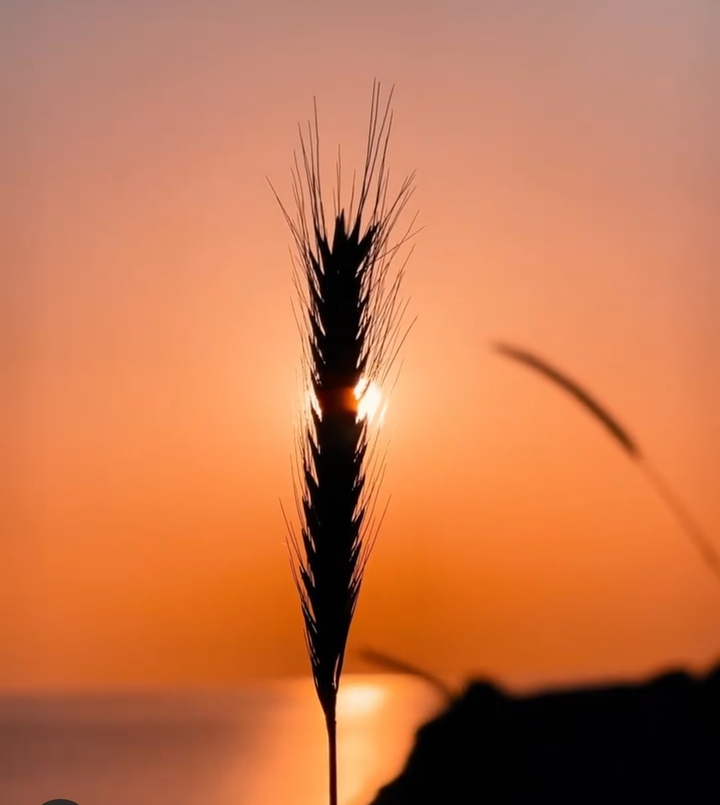 sunnet
