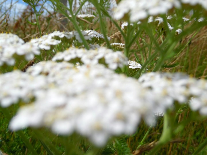 weiße Blumen