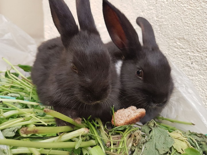 rabbit