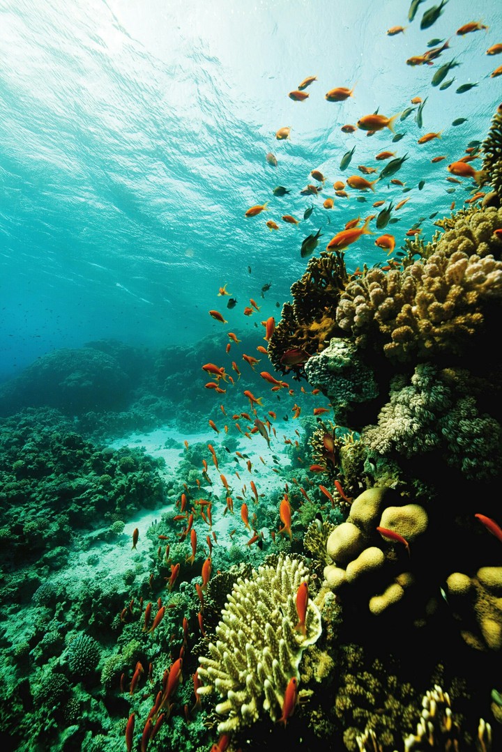Sea..)