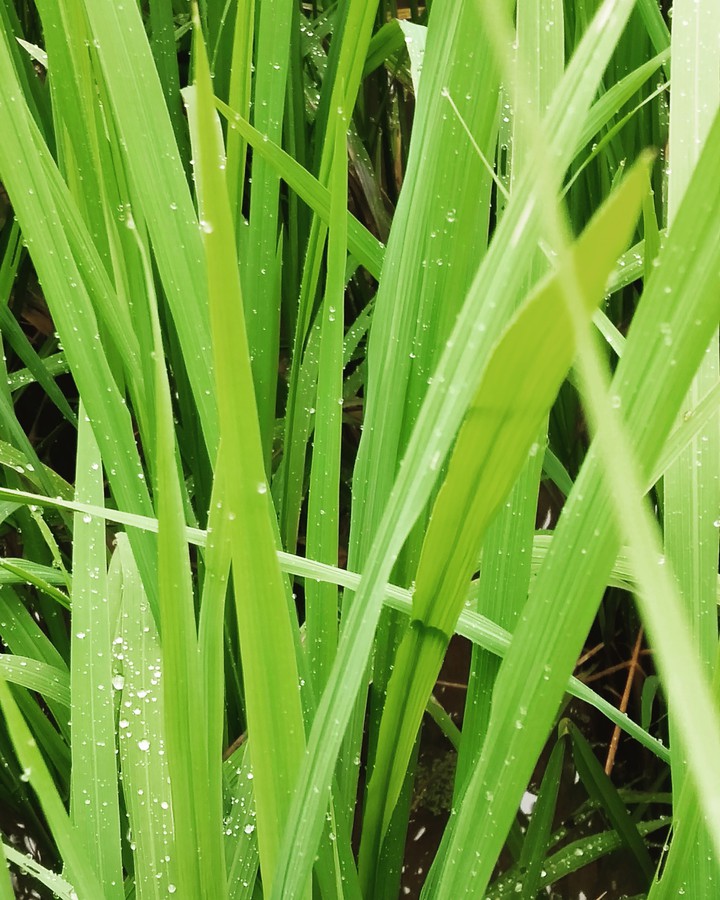 paddy field
