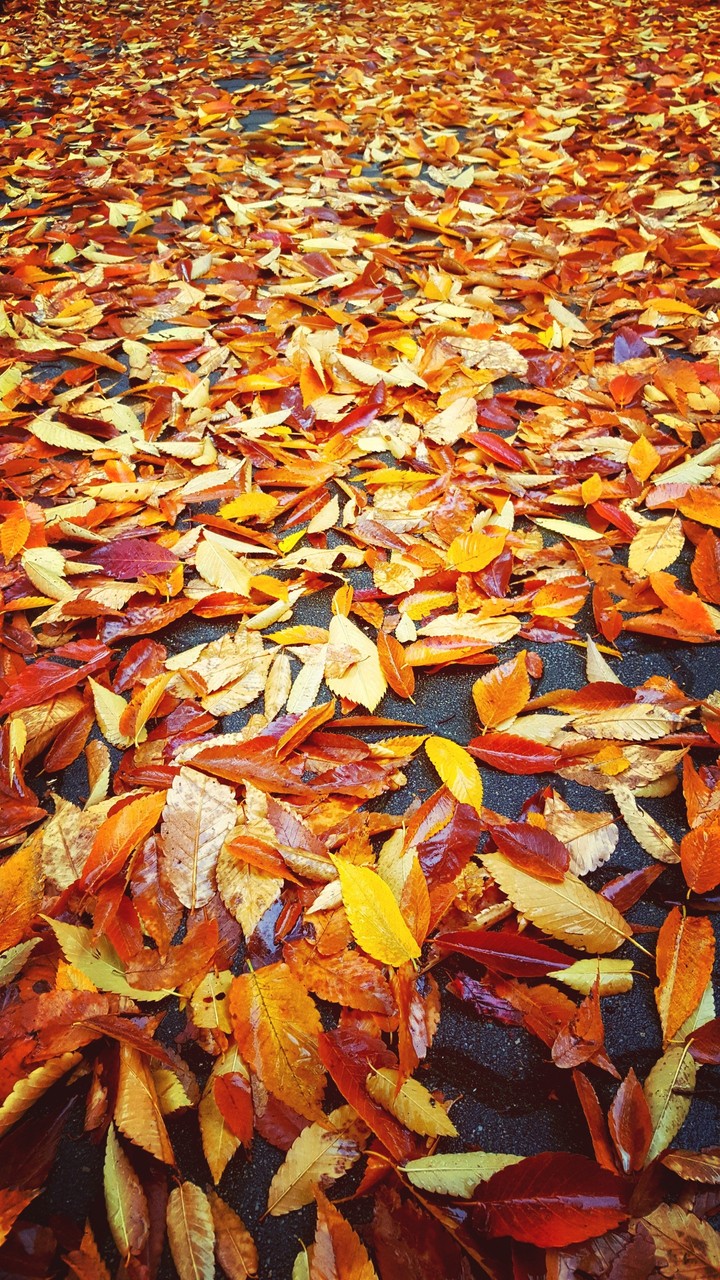 fallen leaves