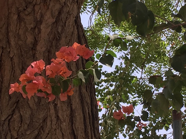 flowers