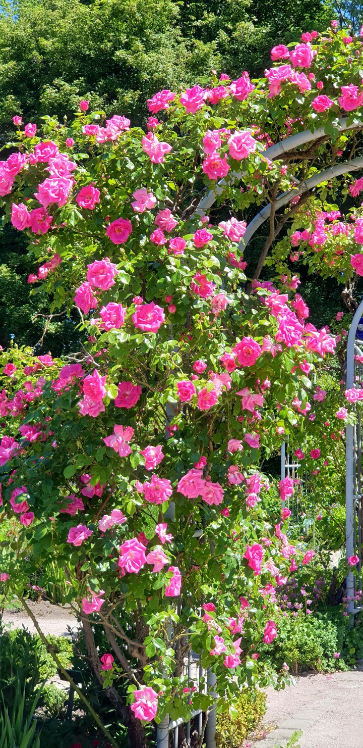 rose-park in Hamburg