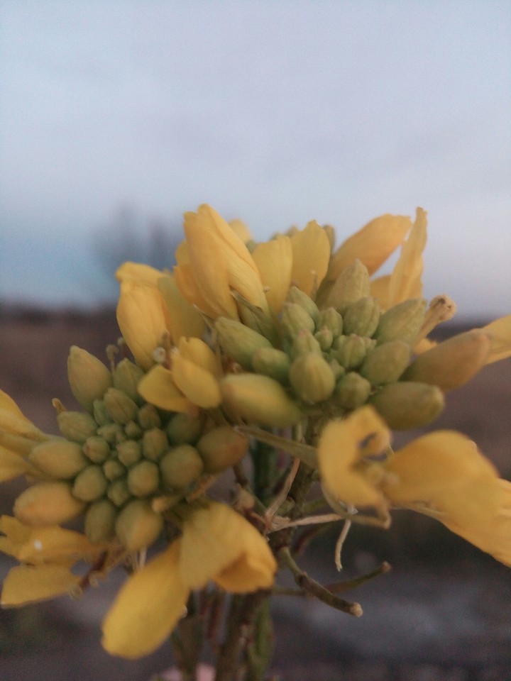flower