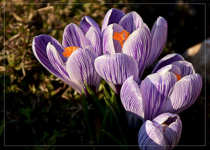 spring flower, crocus