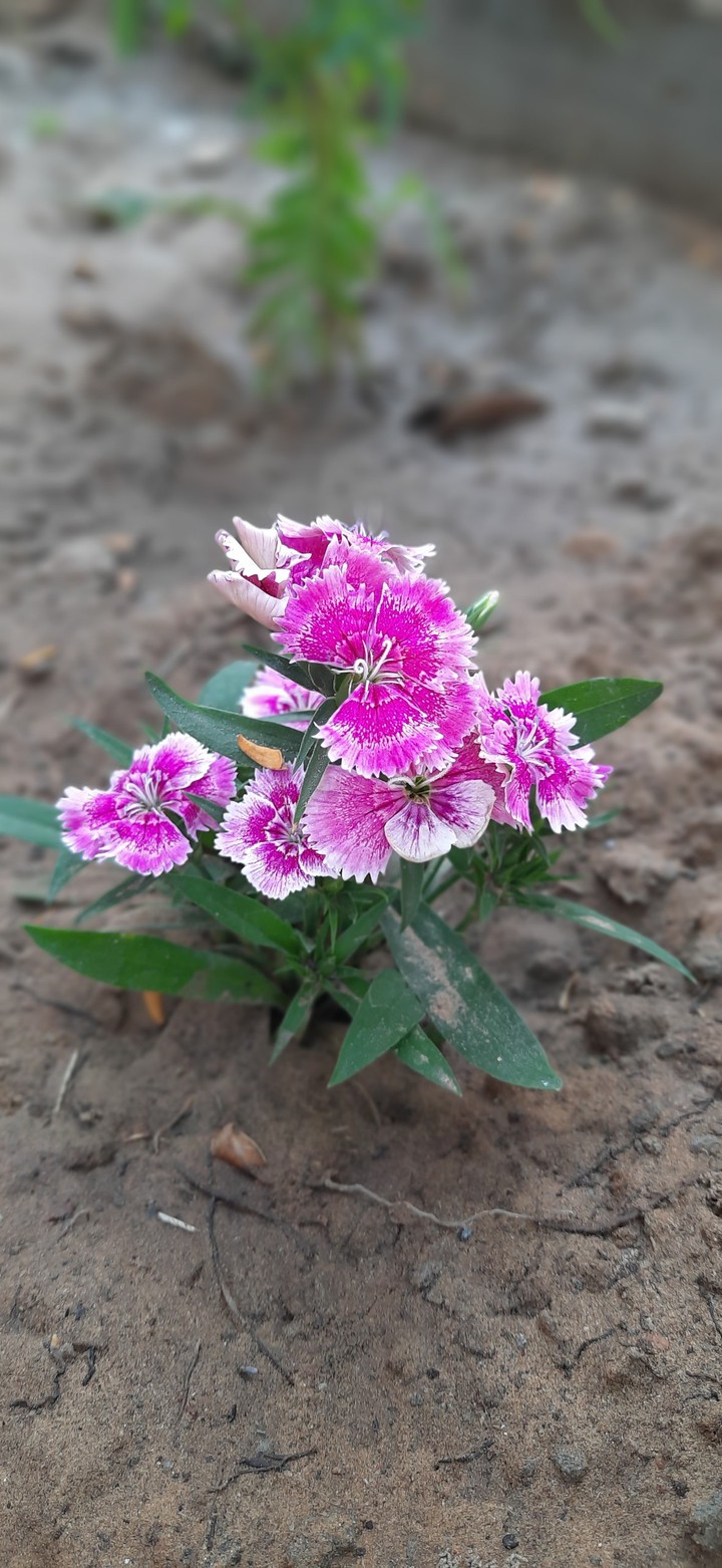 flora