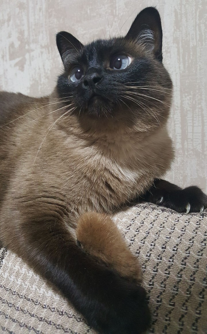 eva