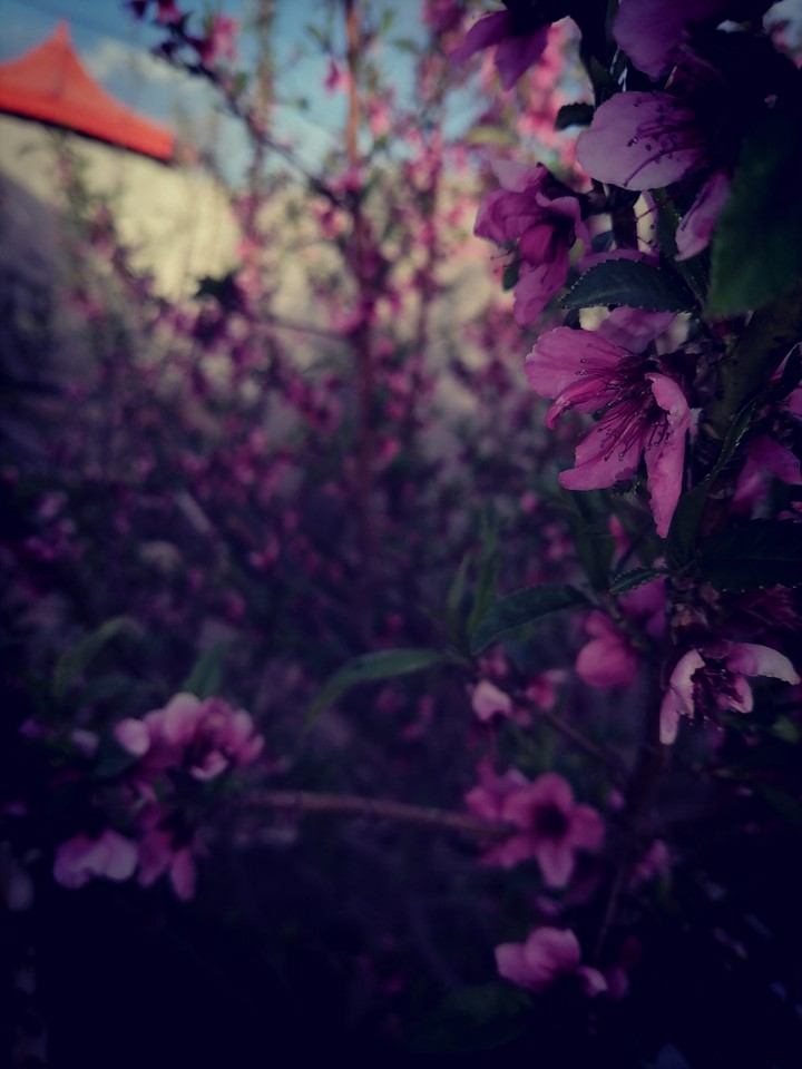 Peach blossoms