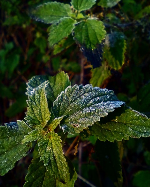 #frost