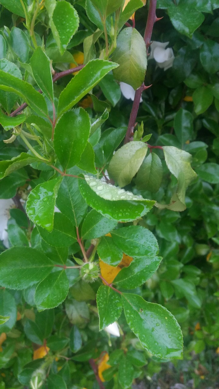 Leaves