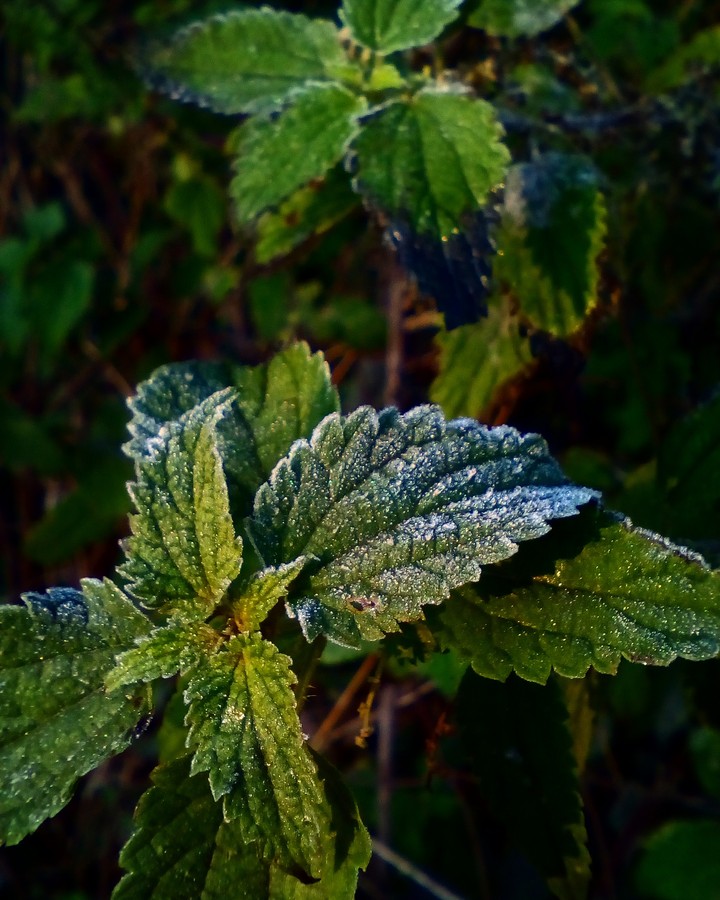 #frost