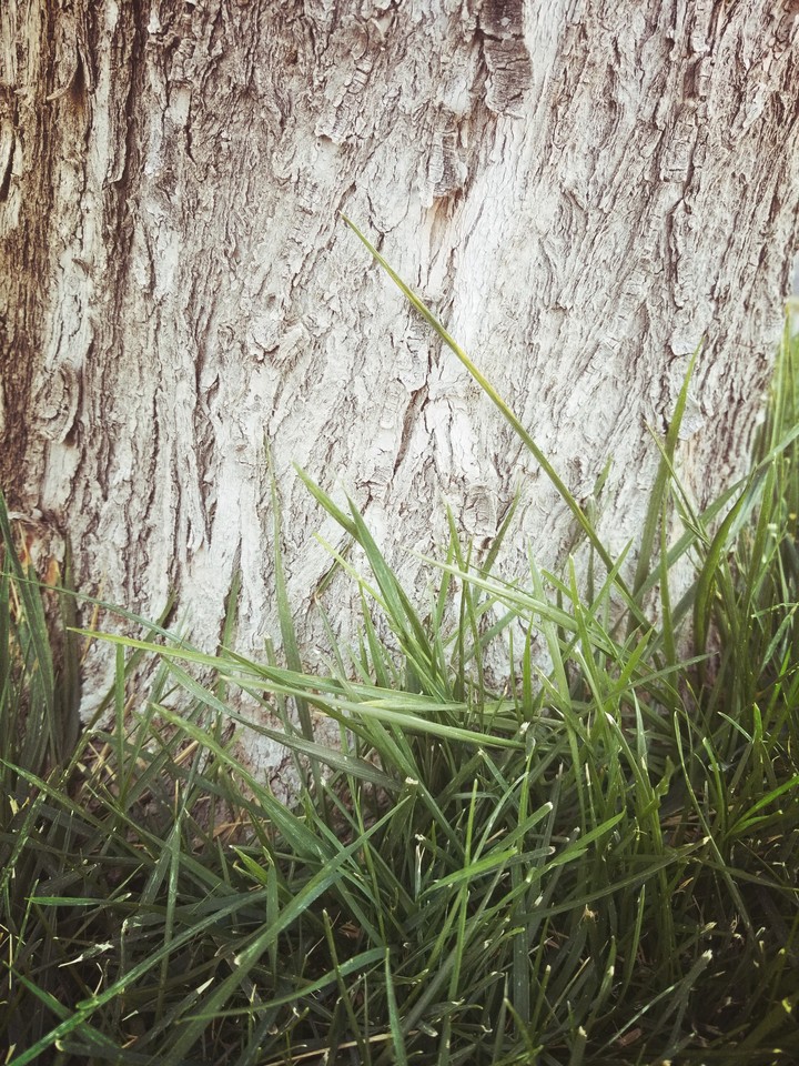 Trees and Grass