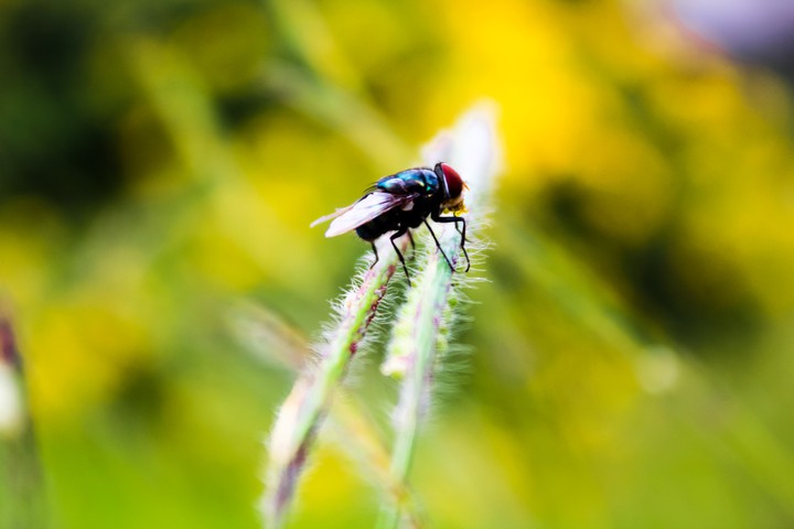 Fly
