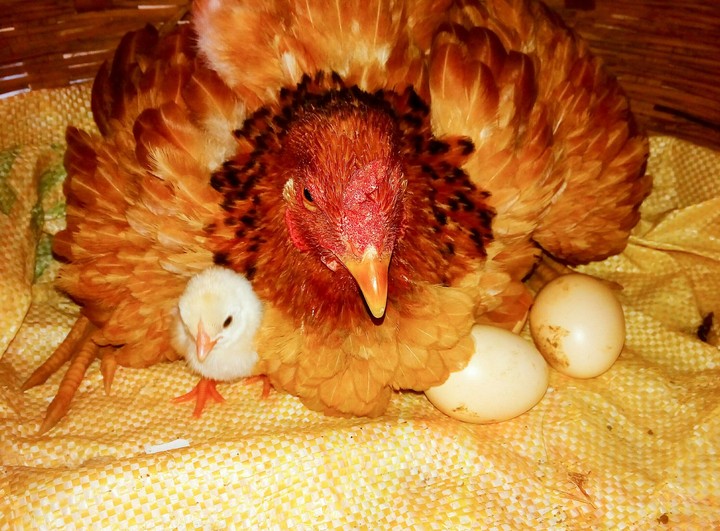 chick
